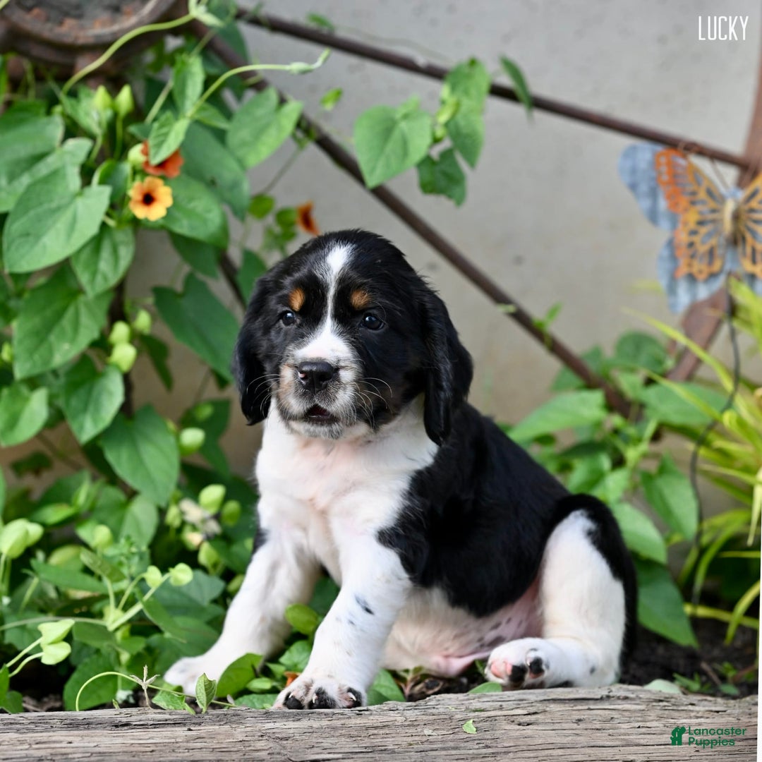 English Springer Spaniel dogs for sale: Lucky - Image 1