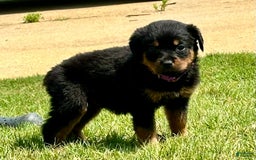 Rottweiler dogs for sale: Purple - Image 4