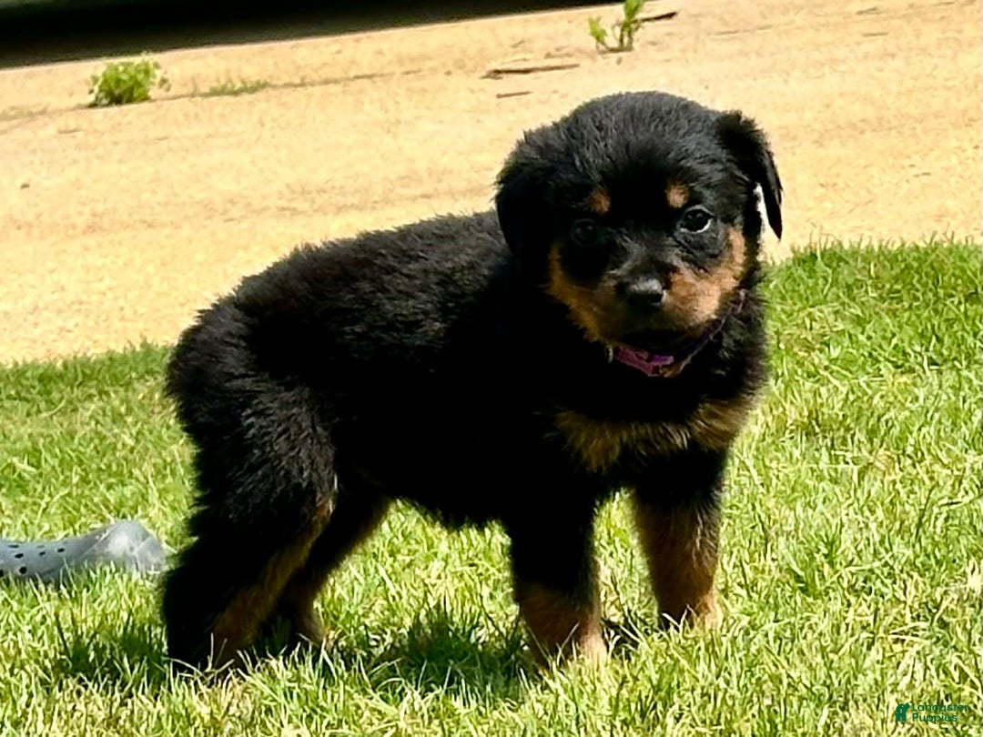 Rottweiler dogs for sale: Purple - Image 4