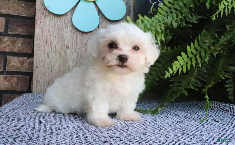 Maltese dogs for sale - Ad 3