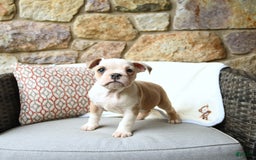 Olde English Bulldogge dogs for sale: Pansy - Image 7