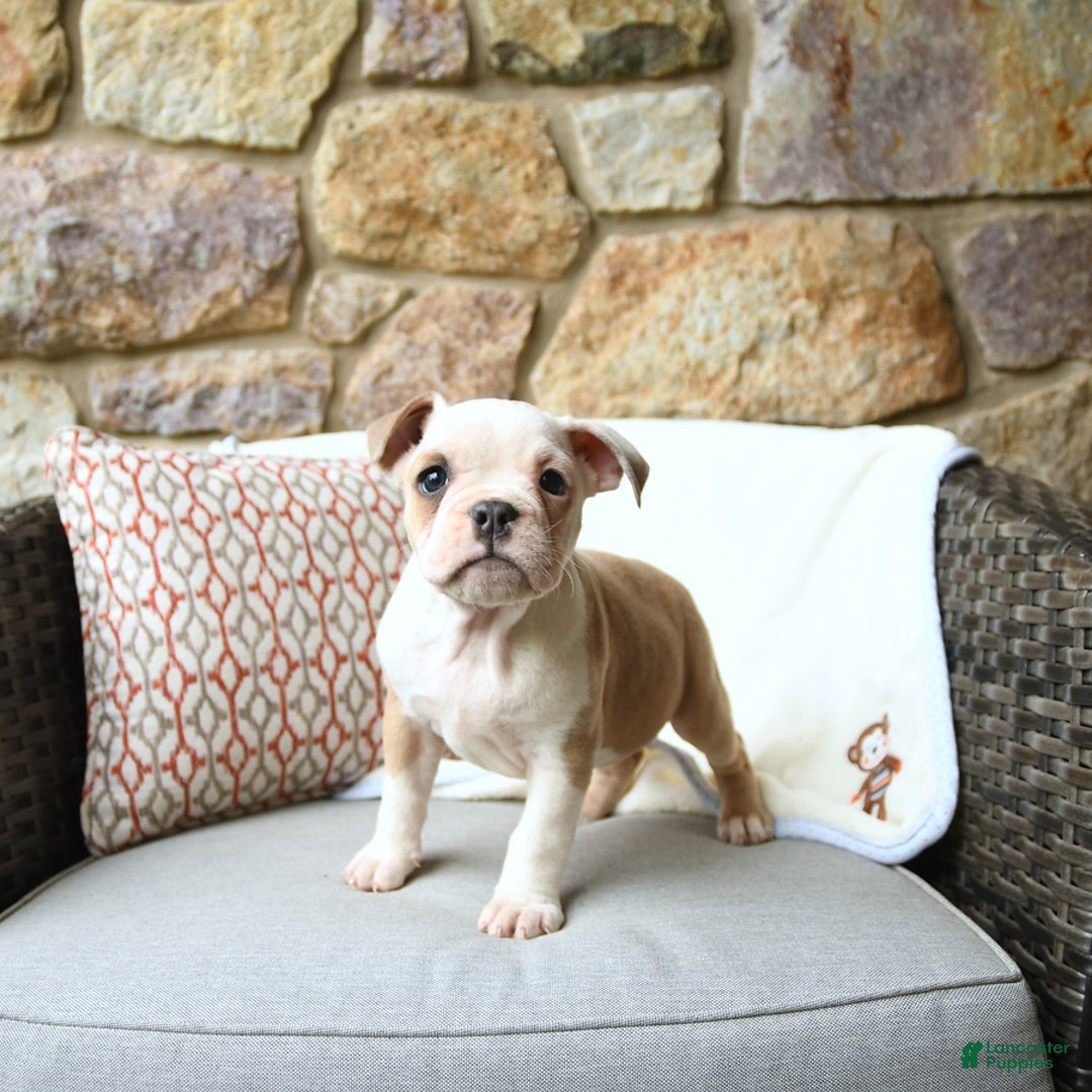 Olde English Bulldogge dogs for sale: Pansy - Image 7
