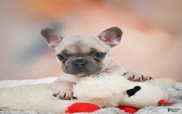 French Bulldog dogs for sale: Daisy - Image 8