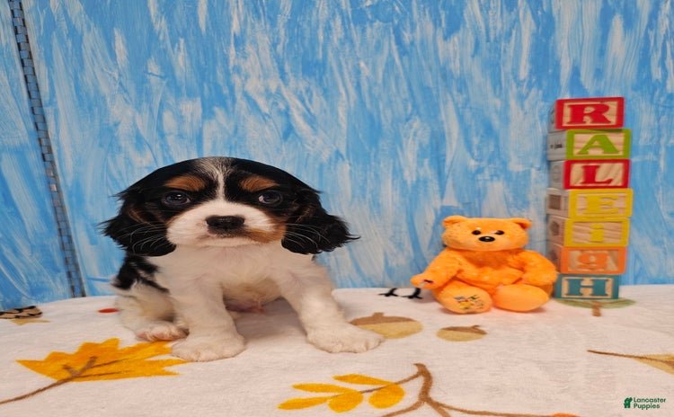 Cavalier King Charles Spaniel dogs for sale - Ad 4