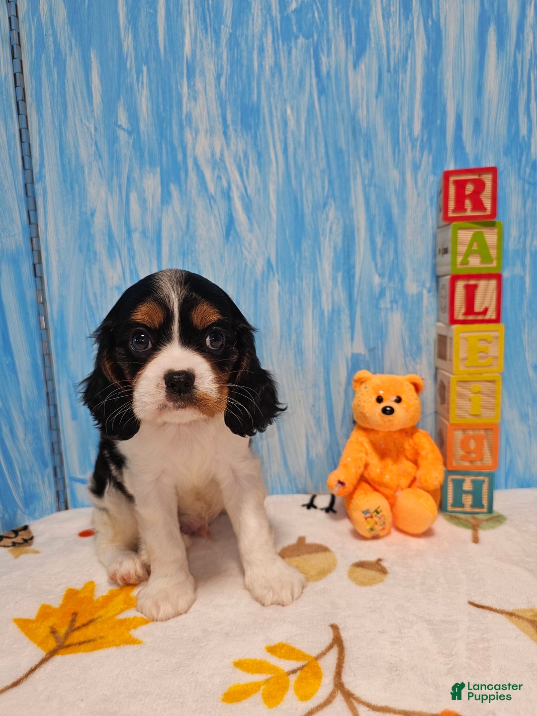 Cavalier King Charles Spaniel dogs for sale: RALEIGH - Image 1
