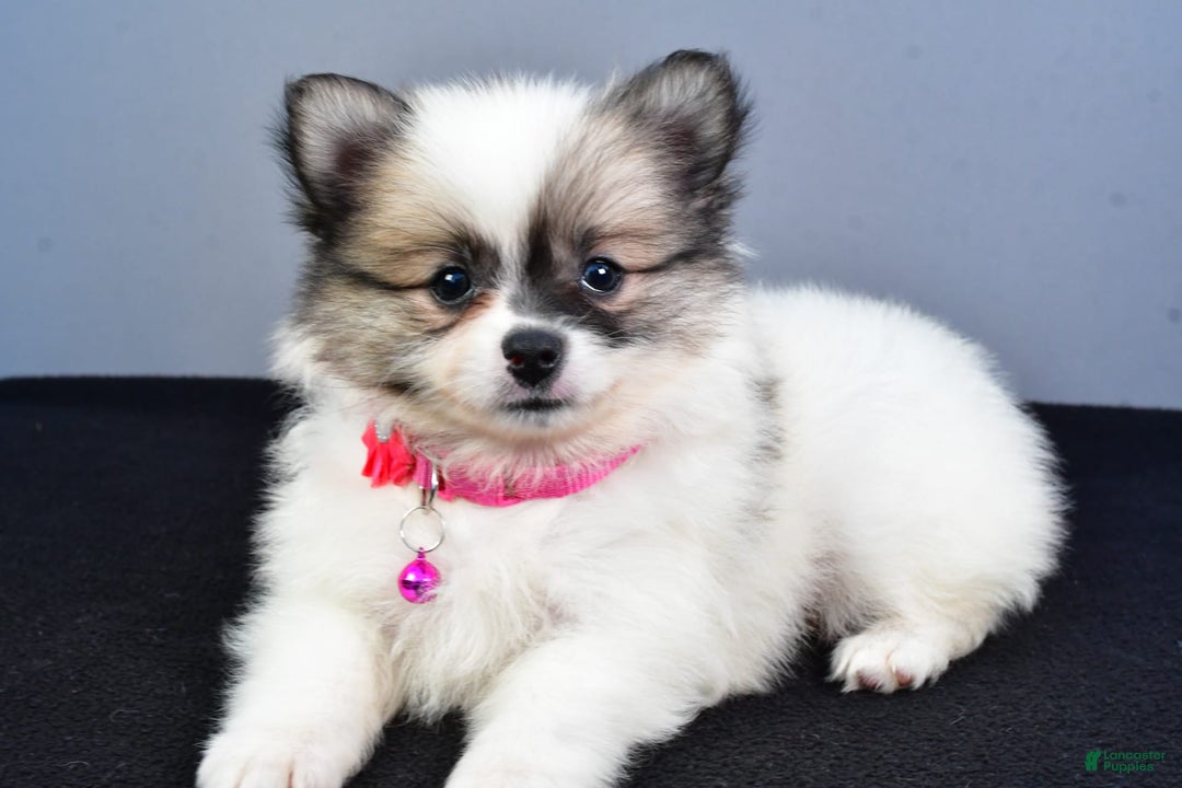Pomeranian dogs for sale: Sweetie - Image 8