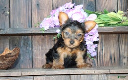 Yorkshire Terrier dogs for sale: Shayna - Image 5