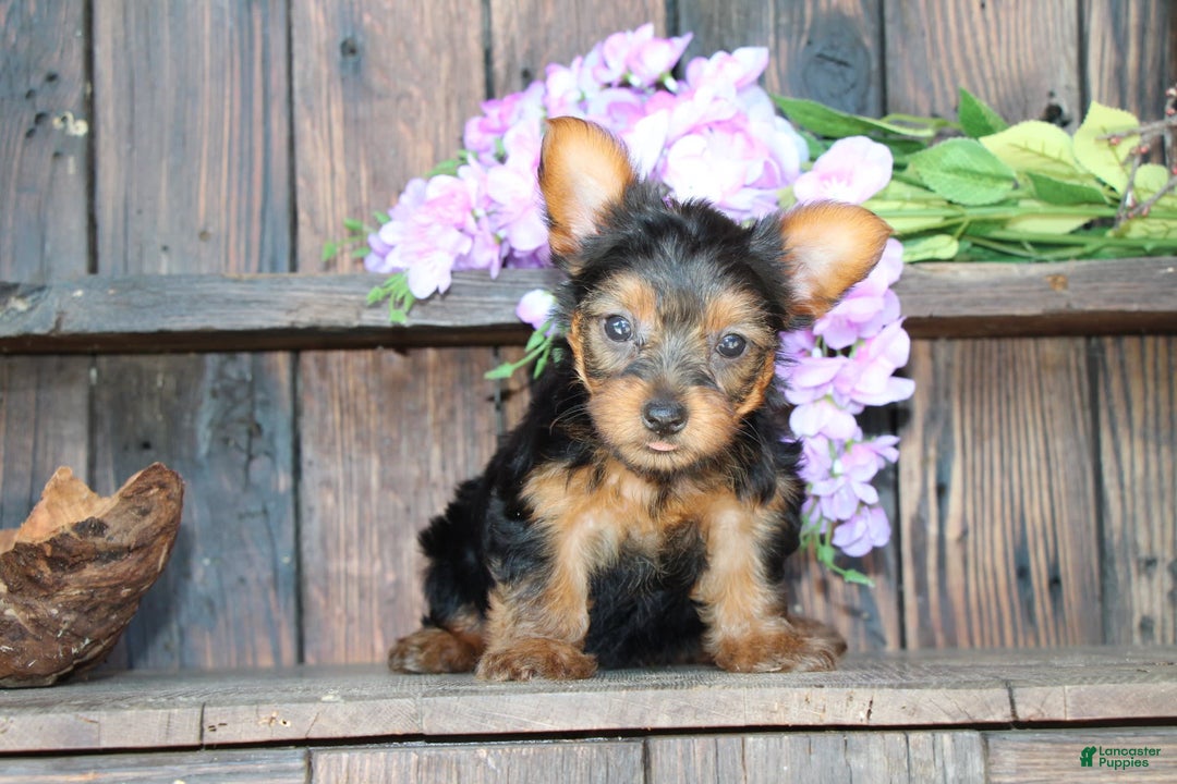 Yorkshire Terrier dogs for sale: Shayna - Image 5
