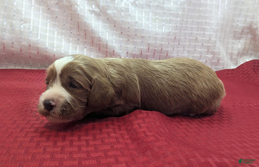 Cavapoo dogs for sale: Steve - Image 6