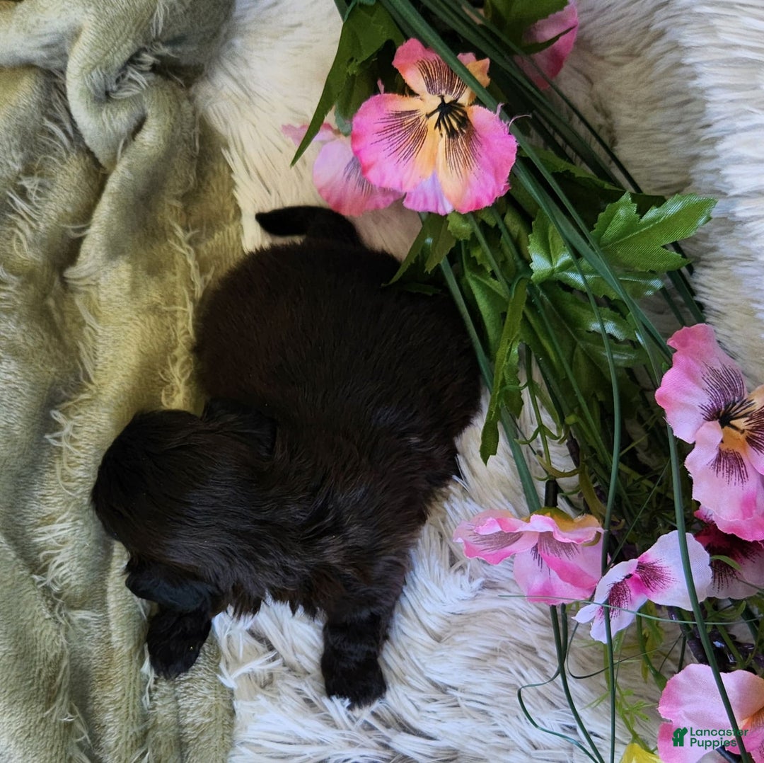 Shihpoo dogs for sale: Buttons - Image 5