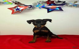 Miniature Pinscher dogs for sale: Layla - Image 3