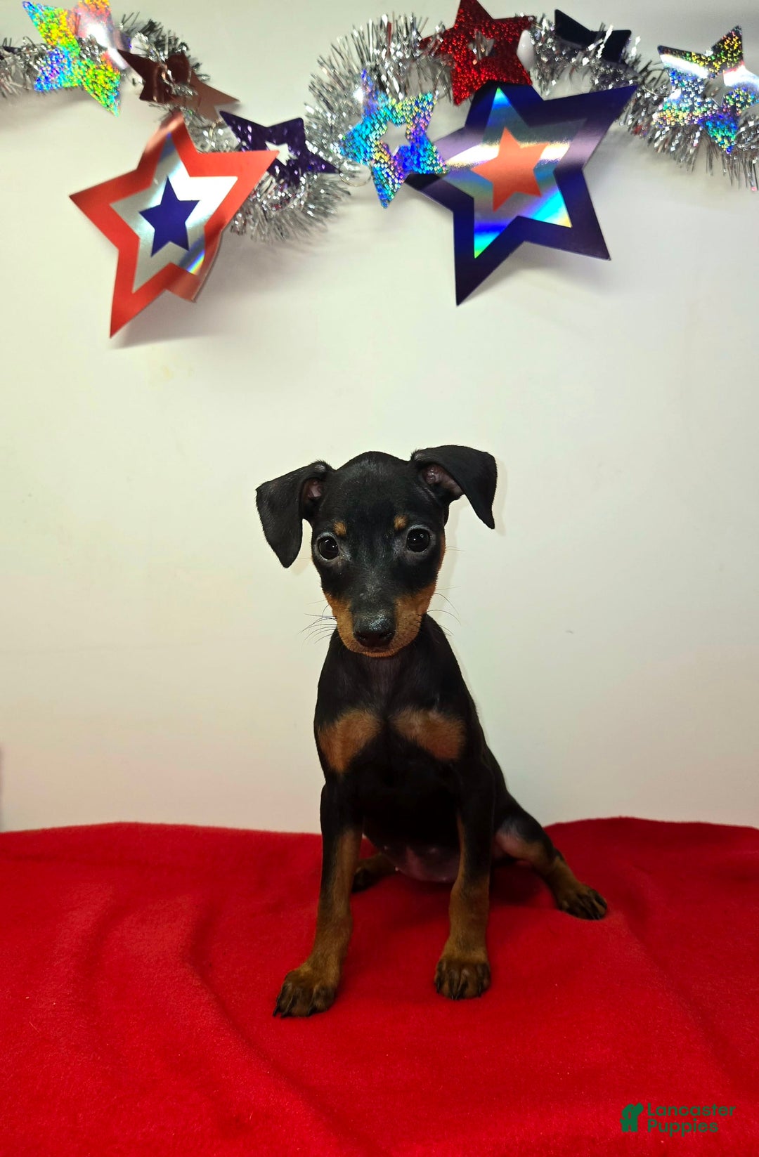 Miniature Pinscher dogs for sale: Layla - Image 3