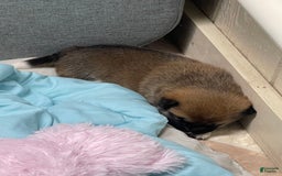 Shiba Inu dogs for sale: Dora - Image 2