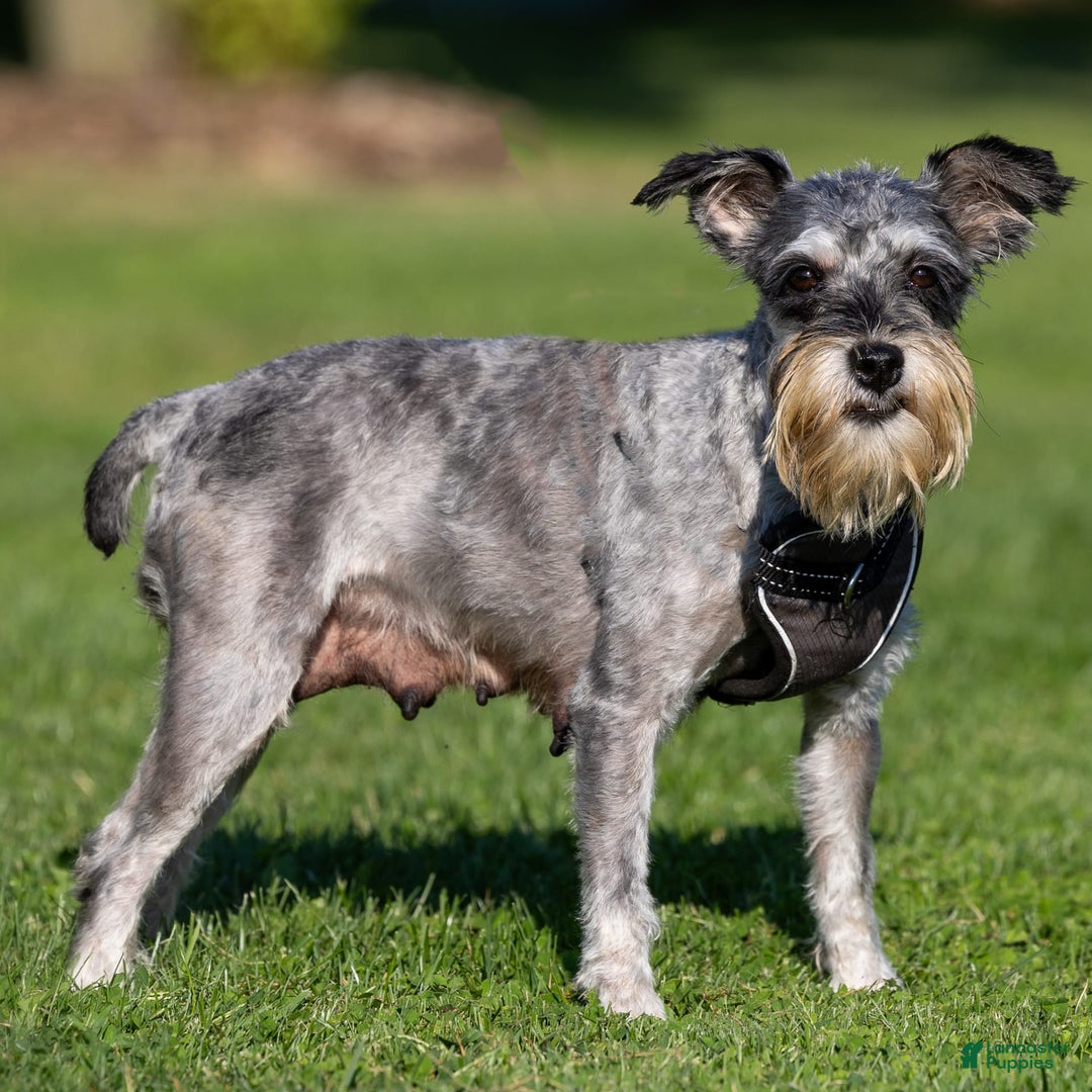 Miniature Schnauzer dogs for sale: Bobby - Image 3