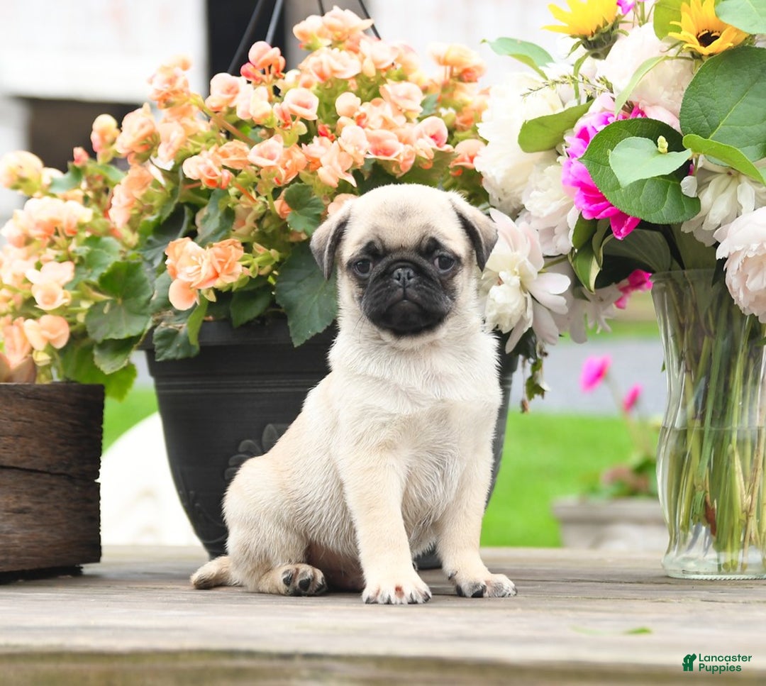 Pug dogs for sale: Coal - Image 2