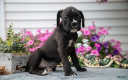 Boxer dogs for sale: Scooter - Image 7