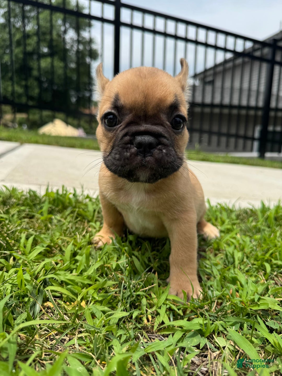 French Bulldog dogs for sale: Rosie - Image 2