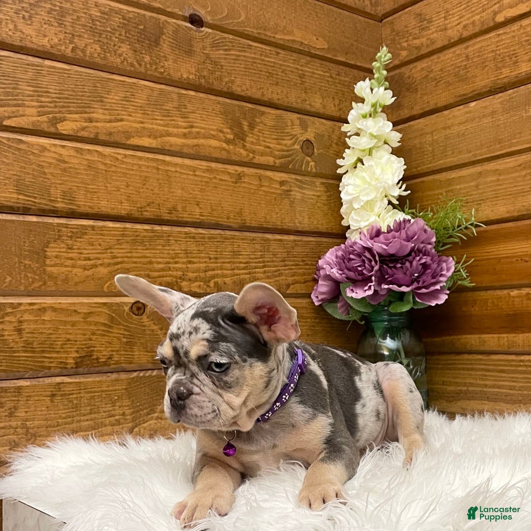 French Bulldog dogs for sale: Nila - Image 5