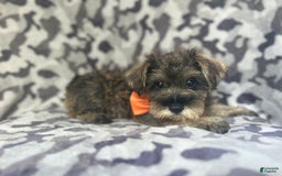 Miniature Schnauzer dogs for sale: Stitch - Image 9