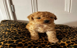 Maltipoo dogs for sale: Naya - Image 3