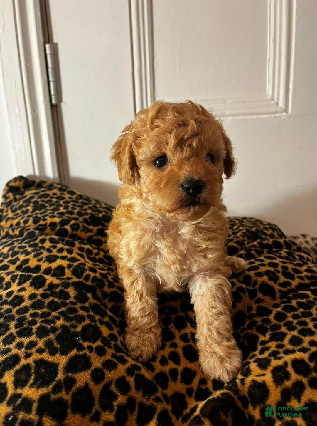 Maltipoo dogs for sale: Naya - Image 3