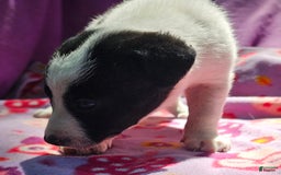 Border Collie dogs for sale: Dolly - Image 19