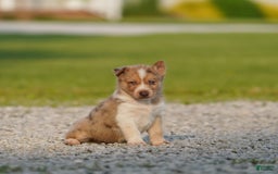 Gerberian Shepsky dogs for sale: Noah - Image 11