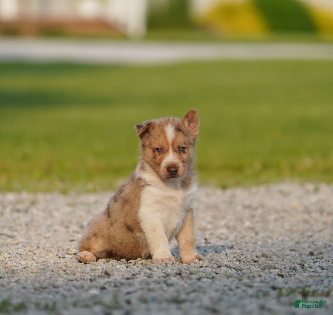 Gerberian Shepsky dogs for sale: Noah - Image 11