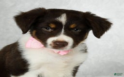 Miniature Australian Shepherd dogs for sale: Ava - Image 1