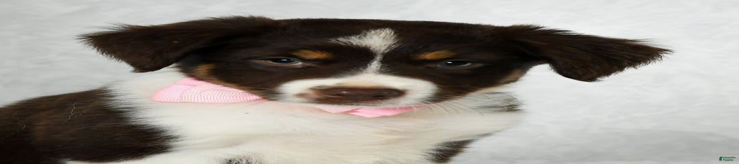 Ava