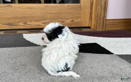 Havanese dogs for sale: Leona - Image 7