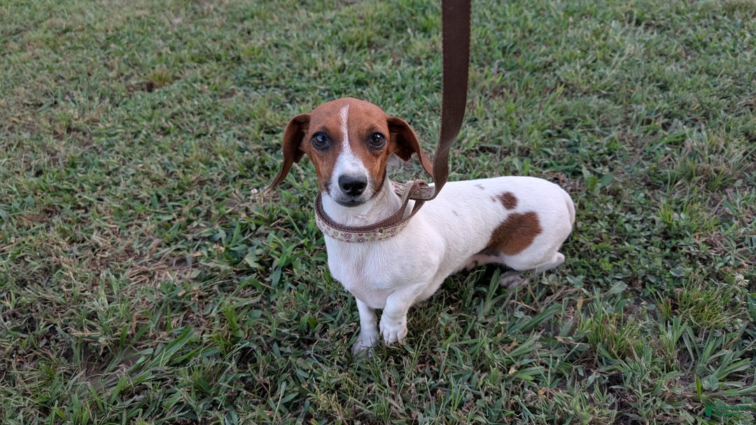 Dachshund dogs for sale: Tiny Girl 2 - Image 5