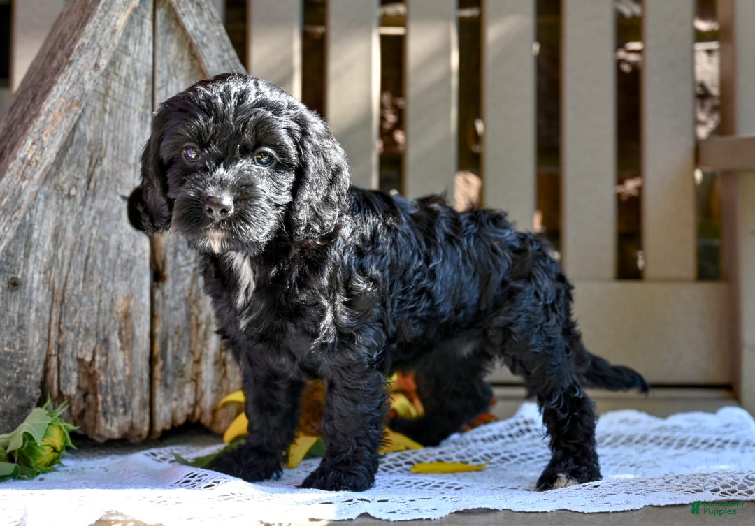 Cavapoo dogs for sale: Ruthie - Image 3