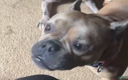 American Bully dogs for sale: Stormy - Image 4