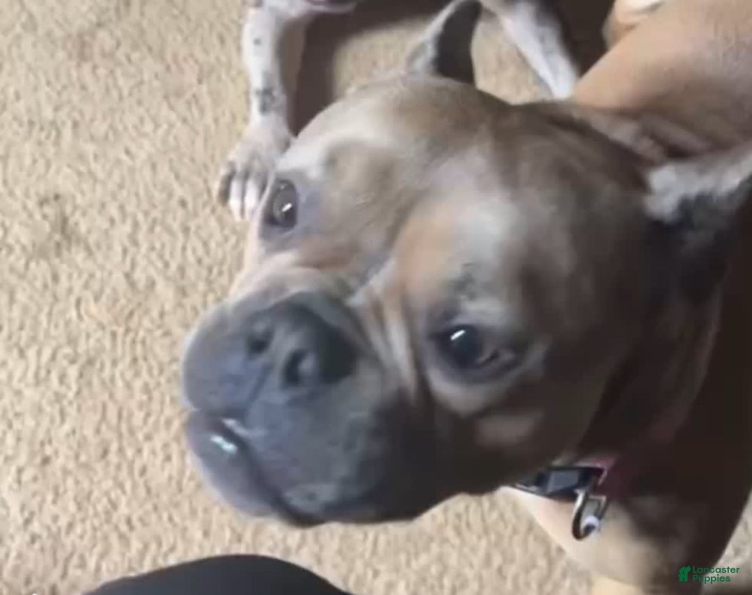 American Bully dogs for sale: Stormy - Image 4