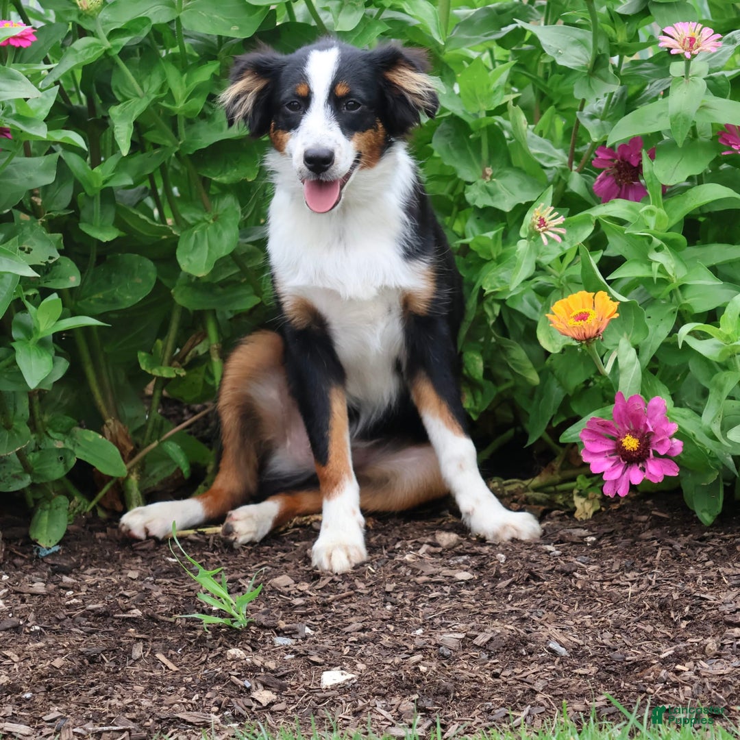 Miniature Australian Shepherd dogs for sale: Eisenhower - Image 8