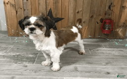 Shih Tzu dogs for sale: Simba - Image 13