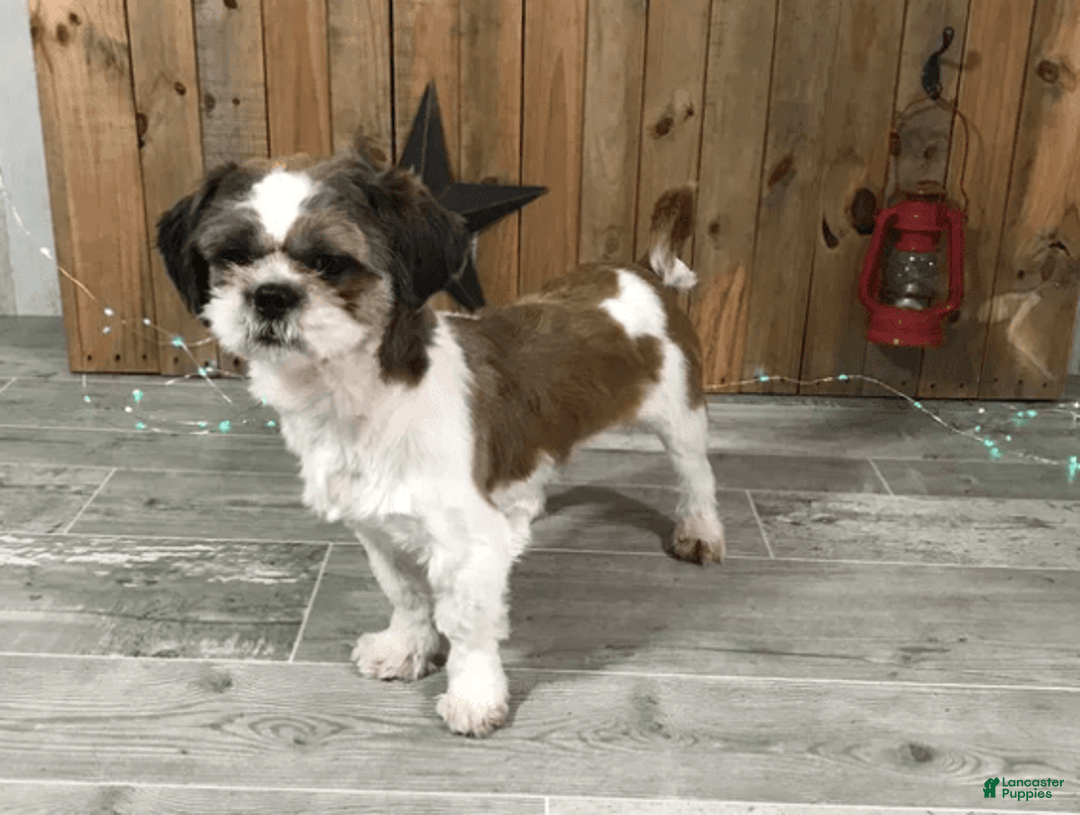 Shih Tzu dogs for sale: Simba - Image 13
