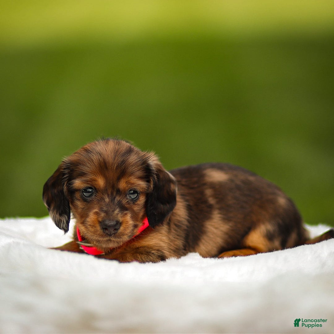 Miniature Dachshund dogs for sale: Ellie - Image 3
