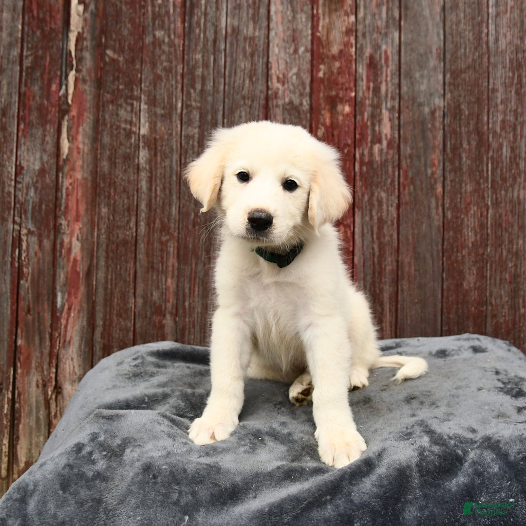 Great Pyrenees dogs for sale: Luke - Image 1