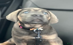 Cane Corso dogs for sale: N/a - Image 3