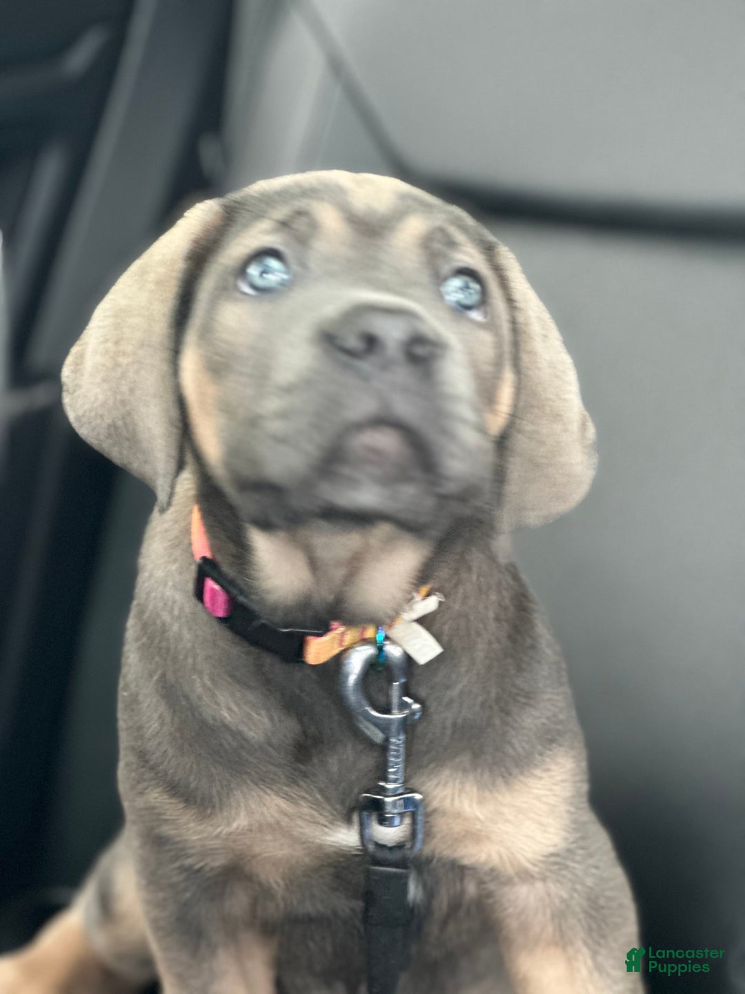 Cane Corso dogs for sale: N/a - Image 3