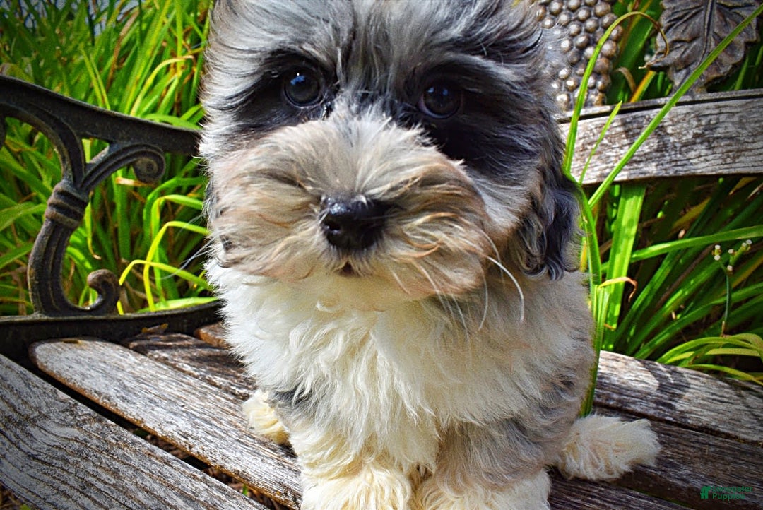 Havapoo dogs for sale: Elvis - Image 3