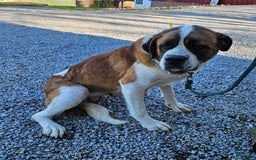 Saint Bernard dogs for sale: Tulip - Image 7