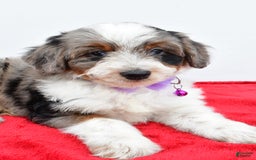 Mini Aussiedoodle dogs for sale: Lily - Image 1