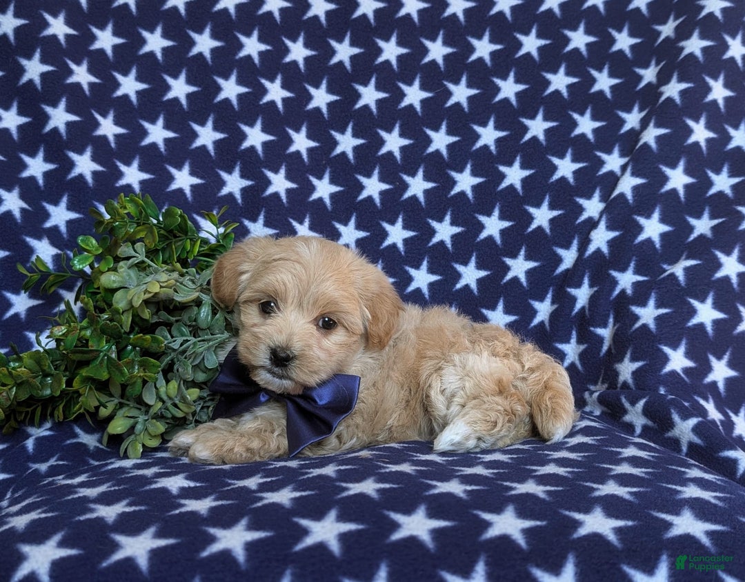 Maltipoo dogs for sale: Sully - Image 7