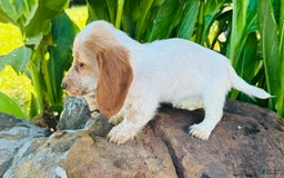Miniature Dachshund dogs for sale: Lemon Drop - Image 6