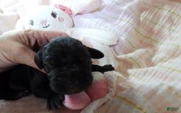 Great Dane dogs for sale: Onyx - Image 4