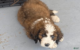 Bernedoodle dogs for sale: Baby Brith - Image 2