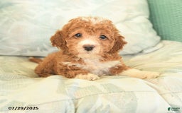 Miniature Poodle dogs for sale: Twila - Image 3